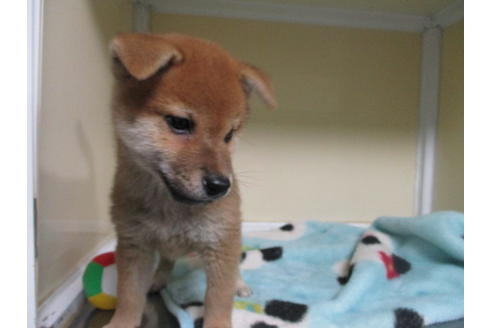 成約済の岡山県の柴犬-110911の5枚目