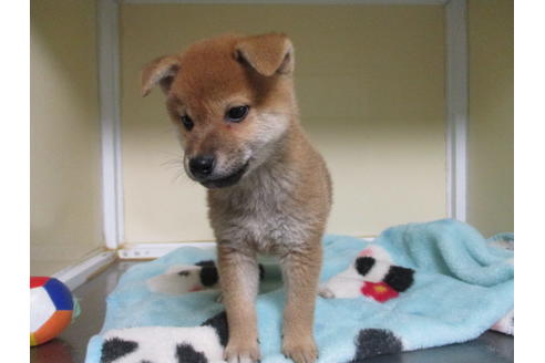 成約済の岡山県の柴犬-110911の4枚目