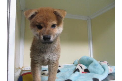 成約済の岡山県の柴犬-110911の3枚目