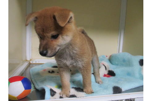 成約済の岡山県の柴犬-110911の2枚目