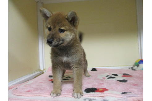 成約済の岡山県の柴犬-110913の1枚目