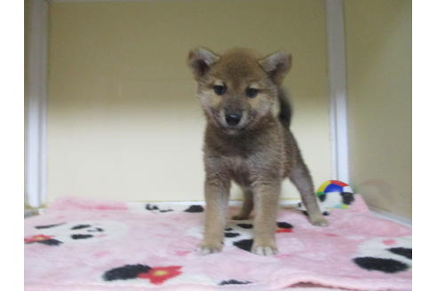 成約済の岡山県の柴犬-110913の5枚目