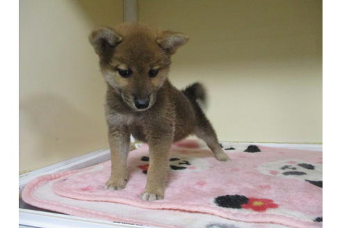 成約済の岡山県の柴犬-110913の3枚目