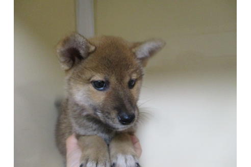 成約済の岡山県の柴犬-110913の2枚目