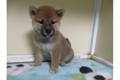 成約済の岡山県の柴犬-110916の1枚目