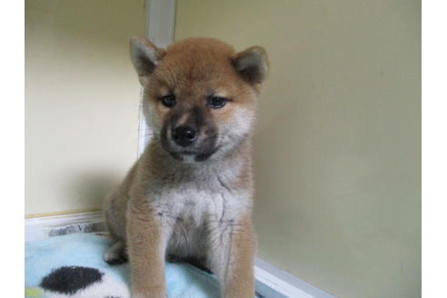 成約済の岡山県の柴犬-110916の4枚目