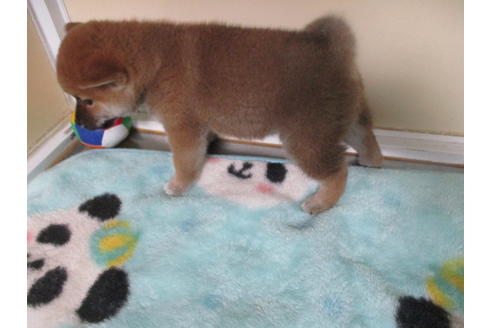 成約済の岡山県の柴犬-110916の3枚目