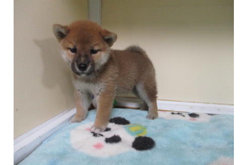 成約済の岡山県の柴犬-110916の2枚目