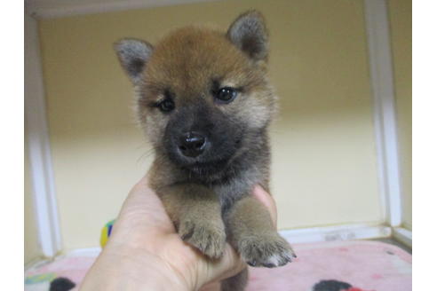 成約済の岡山県の柴犬-110917の10枚目