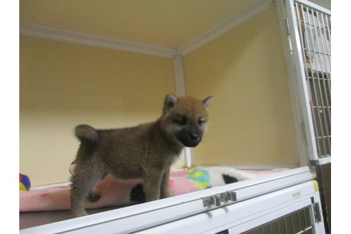 成約済の岡山県の柴犬-110917の9枚目