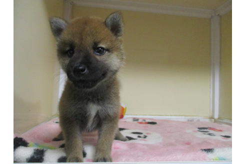 成約済の岡山県の柴犬-110917の8枚目