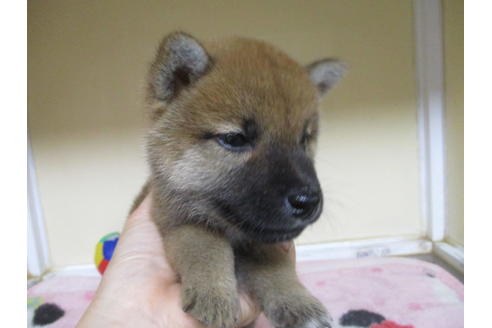 成約済の岡山県の柴犬-110917の7枚目