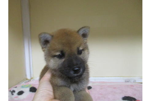 成約済の岡山県の柴犬-110917の6枚目