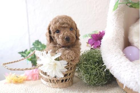 成約済の滋賀県のトイプードル-110918の1枚目