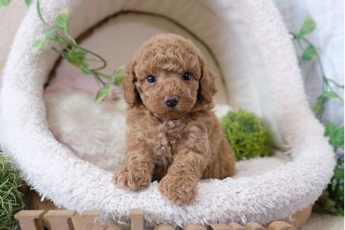 成約済の滋賀県のトイプードル-110918の3枚目