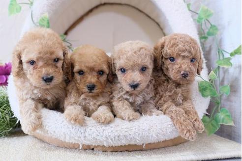 成約済の滋賀県のトイプードル-110918の2枚目