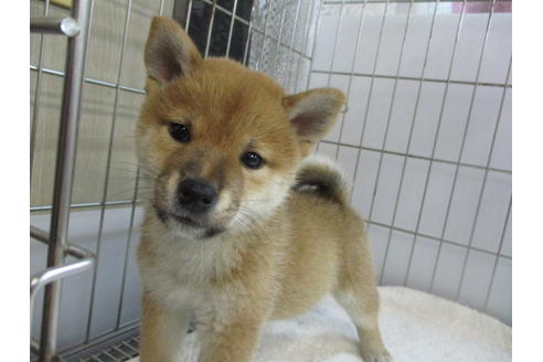 成約済の岡山県の柴犬-106639