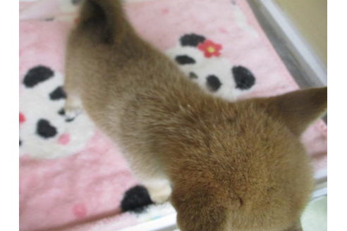 成約済の岡山県の柴犬-106639の5枚目