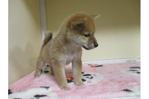 成約済の岡山県の柴犬-106639の4枚目