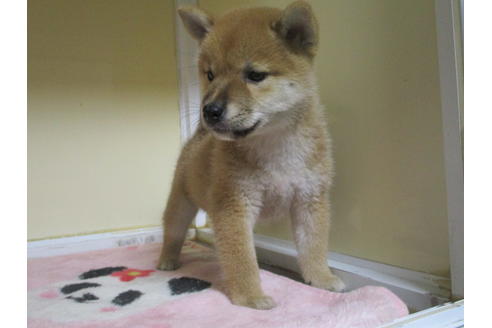 成約済の岡山県の柴犬-106639の3枚目