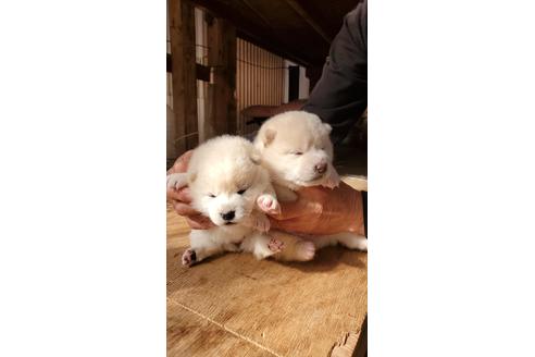 成約済の岡山県の柴犬-110920の1枚目