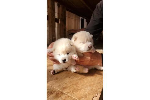 成約済の岡山県の柴犬-110927の1枚目