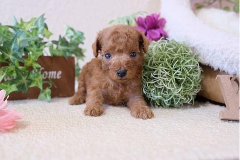 成約済の滋賀県のトイプードル-110935