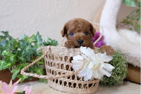 成約済の滋賀県のトイプードル-110935の3枚目