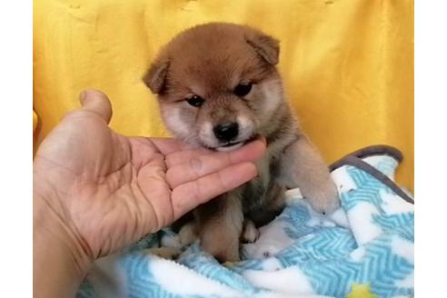 成約済の埼玉県の柴犬-110939の1枚目