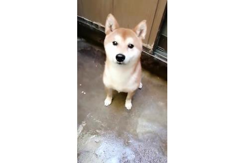 成約済の埼玉県の柴犬-110941の1枚目