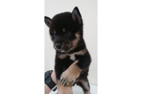 成約済の北海道の柴犬-110958の1枚目