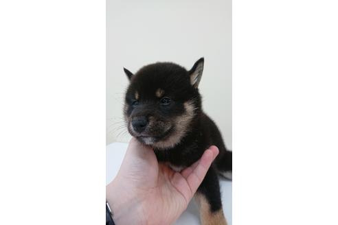 成約済の北海道の柴犬-110958の2枚目