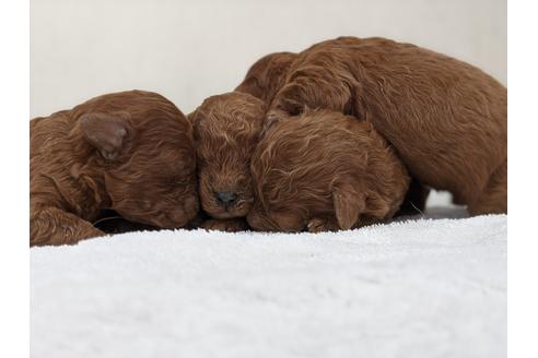 成約済の愛知県のトイプードル-110987の1枚目