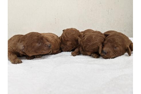 成約済の愛知県のトイプードル-110987の2枚目