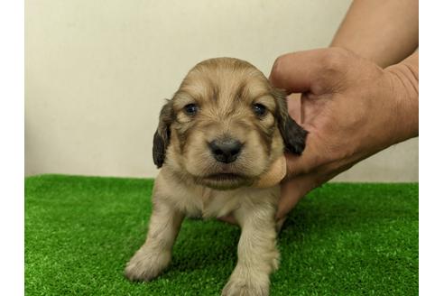 成約済の愛知県のミニチュアダックスフンド(ロングヘアード)-110989の1枚目