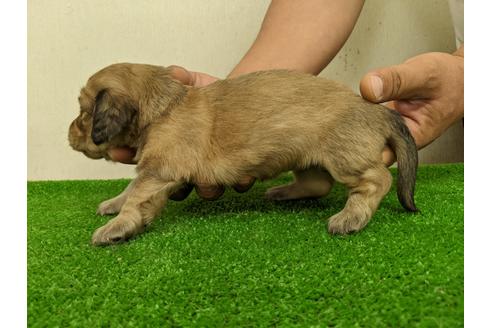 成約済の愛知県のミニチュアダックスフンド(ロングヘアード)-110989の5枚目
