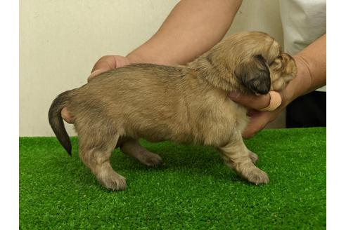 成約済の愛知県のミニチュアダックスフンド(ロングヘアード)-110989の3枚目