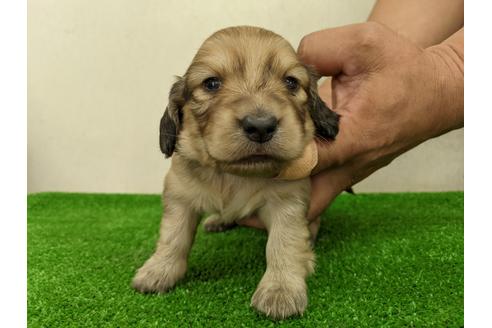 成約済の愛知県のミニチュアダックスフンド(ロングヘアード)-110989の4枚目