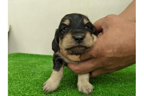 成約済の愛知県のミニチュアダックスフンド(ロングヘアード)-110990の3枚目