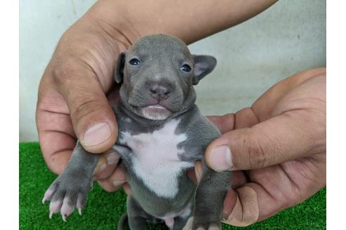 成約済の愛知県のイタリアングレーハウンド(イタグレ)-110991の5枚目