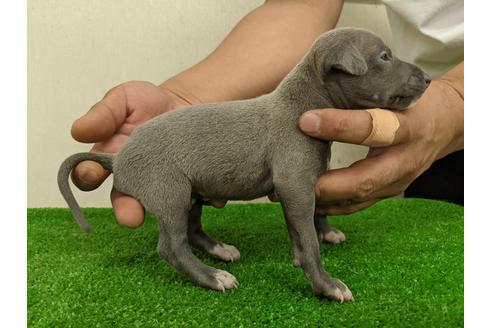 成約済の愛知県のイタリアングレーハウンド(イタグレ)-110991の4枚目