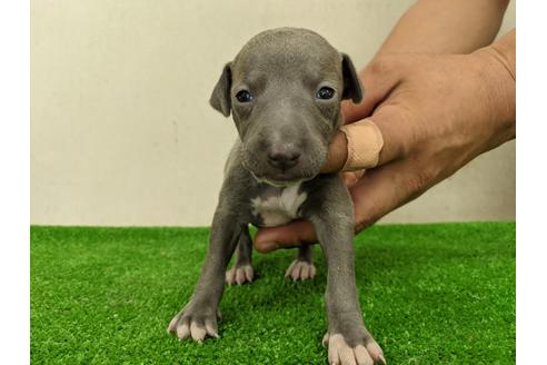 成約済の愛知県のイタリアングレーハウンド(イタグレ)-110991
