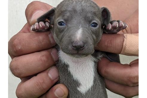 成約済の愛知県のイタリアングレーハウンド(イタグレ)-110992の5枚目