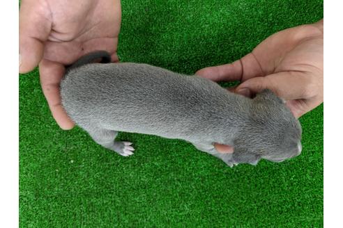 成約済の愛知県のイタリアングレーハウンド(イタグレ)-110992の4枚目