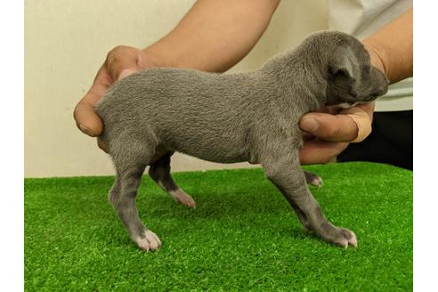 成約済の愛知県のイタリアングレーハウンド(イタグレ)-110992の3枚目