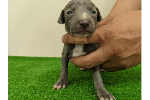 成約済の愛知県のイタリアングレーハウンド(イタグレ)-110992