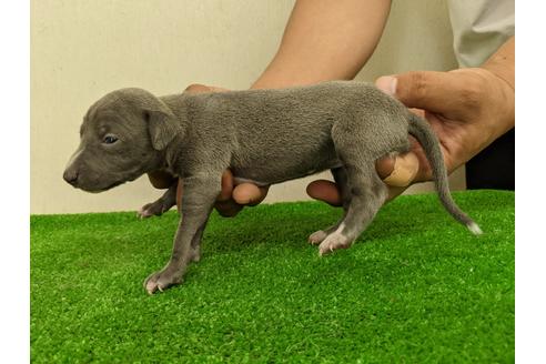 成約済の愛知県のイタリアングレーハウンド(イタグレ)-110992の2枚目