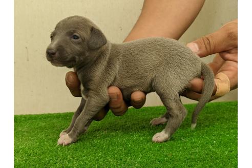 成約済の愛知県のイタリアングレーハウンド(イタグレ)-110993の4枚目