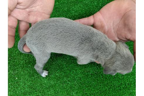 成約済の愛知県のイタリアングレーハウンド(イタグレ)-110993の2枚目