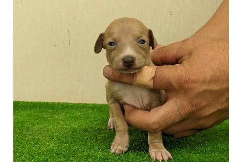 成約済の愛知県のイタリアングレーハウンド(イタグレ)-110994の1枚目